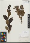 Foto von Salix myrsinifolia Salisb.